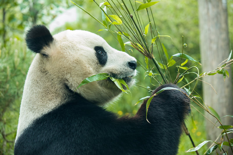 Visit the giant pandas at Edinburgh zoo