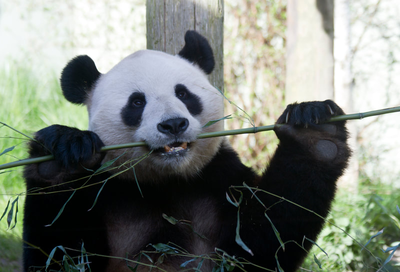 Visit the pandas at Edinburgh Zoo