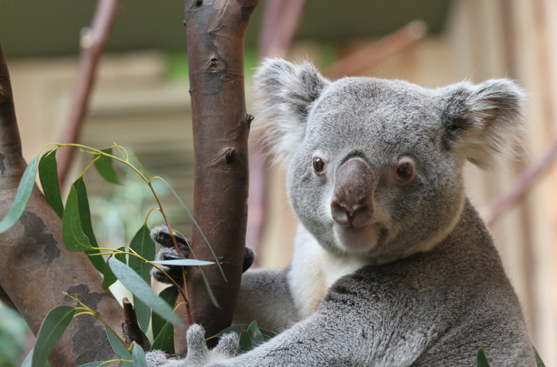 Visit the koala bears at Edinburgh Zoo