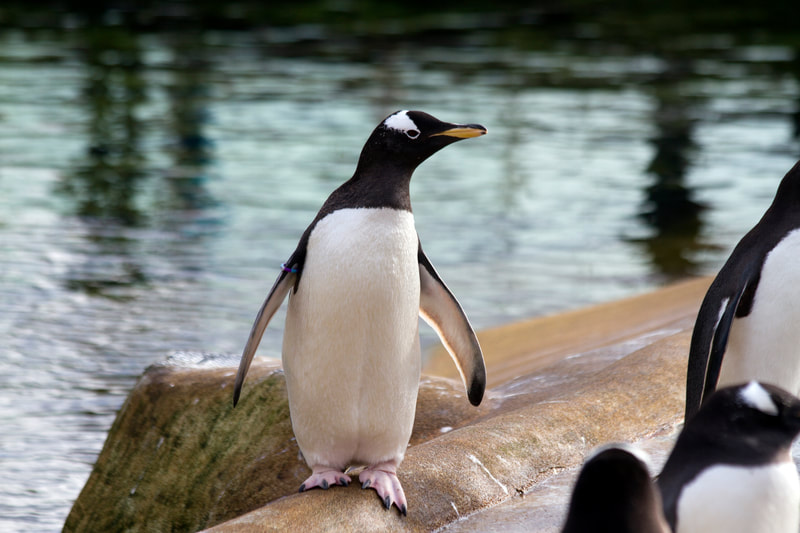 Visit the penguin enclosure at Edinburgh Zoo