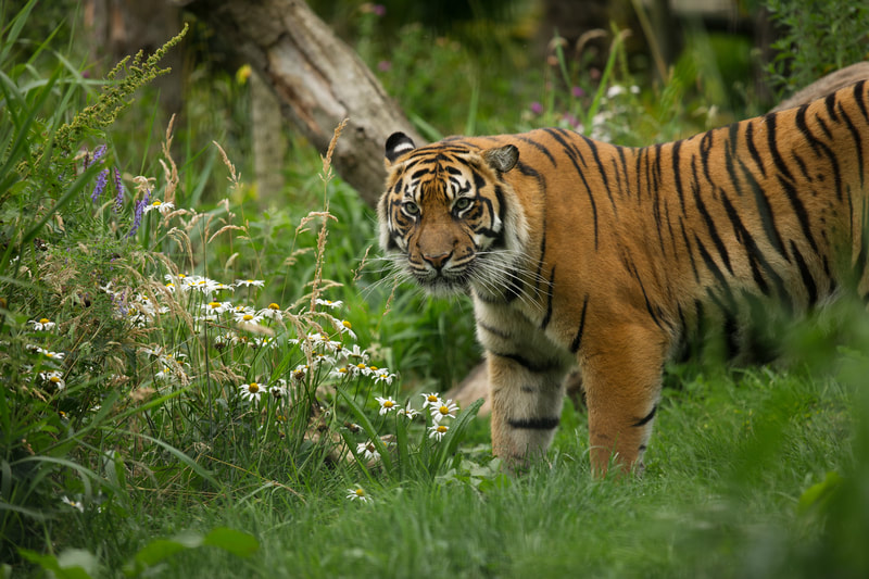 Visit the Sumatran tigers at Edinburgh zoo 