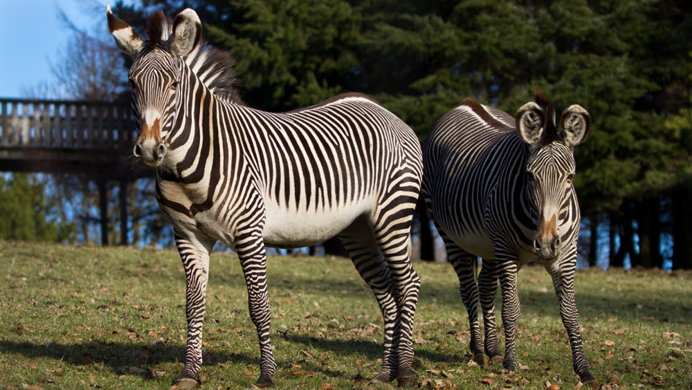 Visit the zebra enclosure at Edinburgh zoo